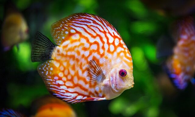 Czy glina może być w akwarium?