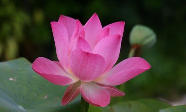 Jak jest po angielsku mizeria?