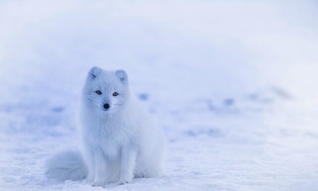 Czym nawilżyć psie poduszki?