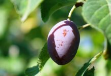 Ile cukru jest w śliwce? Ile cukru jest w śliwce?