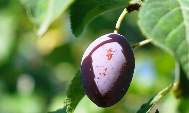 Ile cukru jest w śliwce? Ile cukru jest w śliwce?