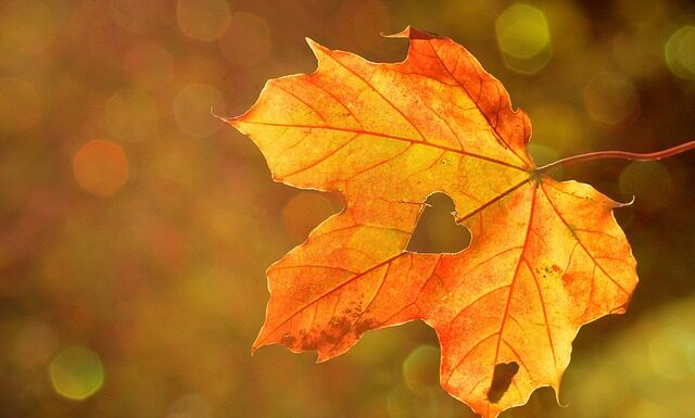 Ile soku z jednego klonu?