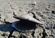 Jak rozpoznać niedobory w akwarium?