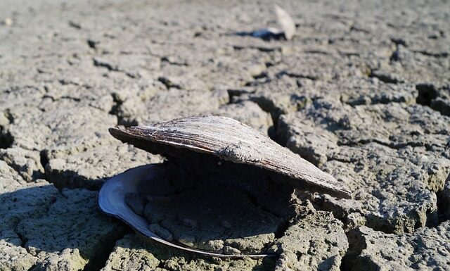 Jak rozpoznać niedobory w akwarium?