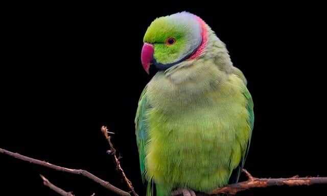 Jak ciasno zapiąć obroże kotu?