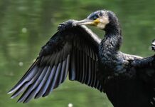 Jak stosować Carbo w akwarium?