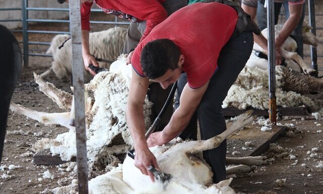 Co ile powinno się strzyc psa?
