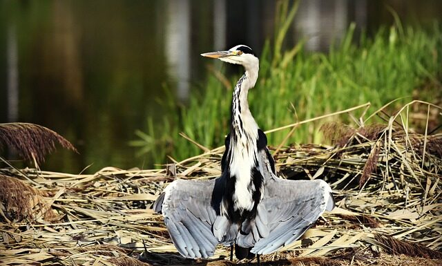 Jak długo suszyć mięso w suszarce?