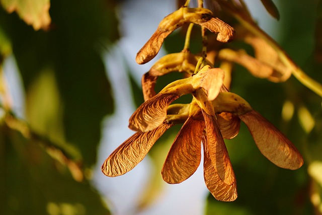 Jak rozmnażać stewię? Jak rozmnażać stewię?