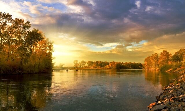 Jak wyglądają liście stewii? Jak wyglądają liście stewii?