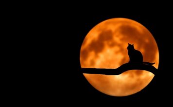 Czy kot może biegać luzem? Czy kot może biegać luzem?