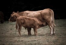 Jakie mięso wolowe do suszenia? Jakie mięso wolowe do suszenia?