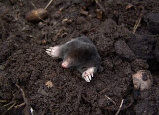 Co ma w sobie kret? Co ma w sobie kret?