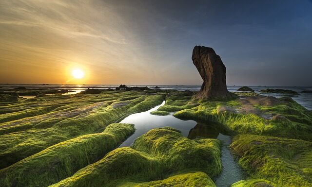Czy glony szkodzą rybom?
