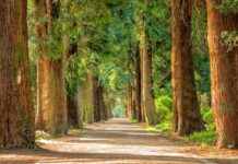 Z jakich drzew można pić soki?