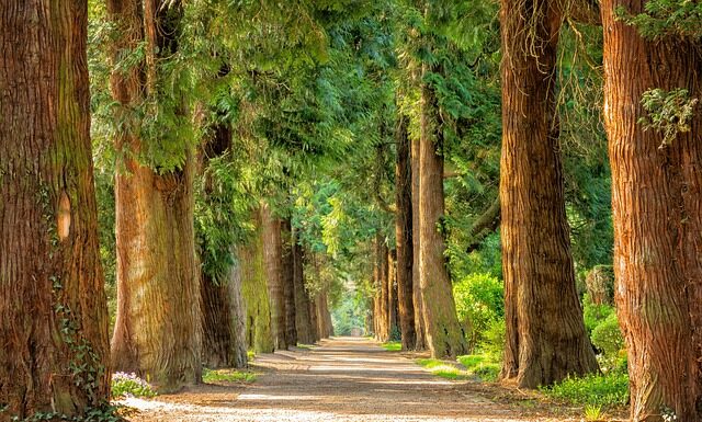 Z jakich drzew można pić soki?