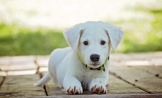 Czy obroża Foresto jest bezpieczna dla kota?