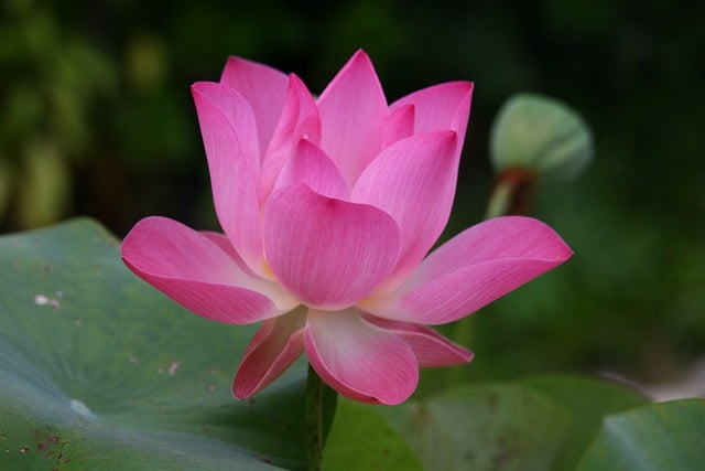 Jak się mówi po angielsku pierogi? Jak się mówi po angielsku pierogi?