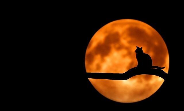 Jak nauczyć kota posłuszeństwa?