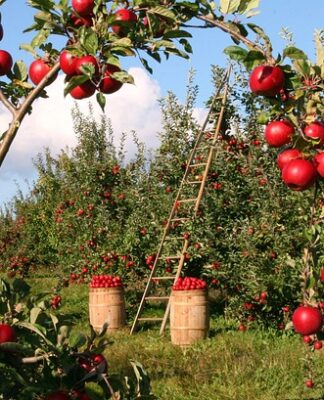 Do której godziny można jeść jabłka?