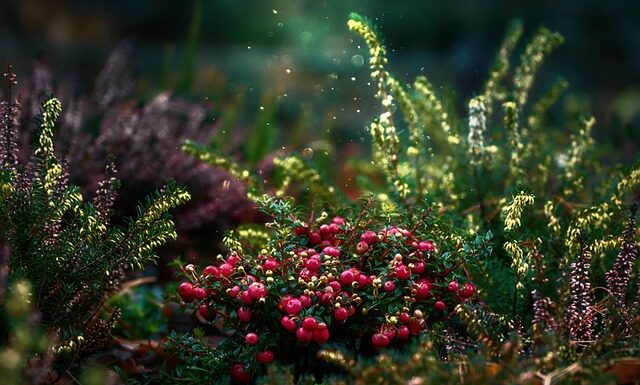 Co daje jedzenie suszonej żurawiny?