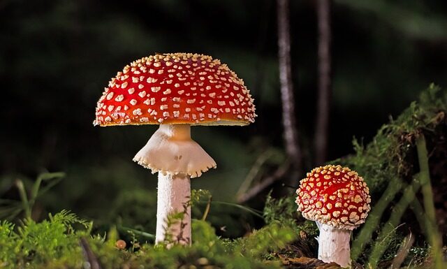 Co się robi z grzybami po zebraniu?