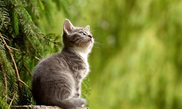 Czy koty mogą jeść jajka?