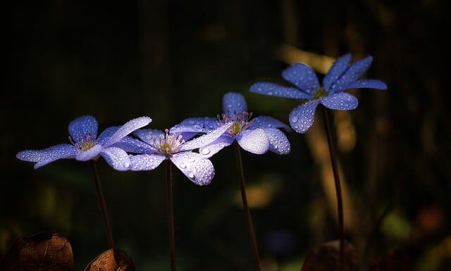 Czy śliwki są dobre na wątrobę? Czy śliwki są dobre na wątrobę?