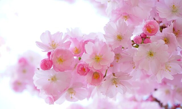 Gdzie można kupić roślinę stewia? Gdzie można kupić roślinę stewia?