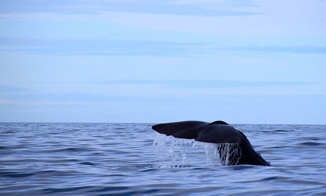 Jak dobrać grubość szkła w akwarium?