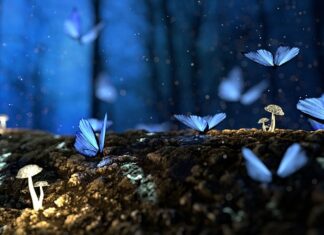 Jak suszyć grzyby Ania gotuje?